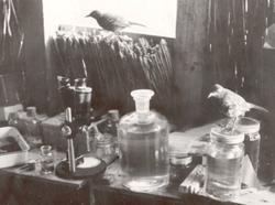 Jeg ser! Mikroskopets utvikling på 1800-tallet