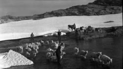 Hestehandlarar og driftekarar