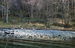 Kystrøysar på Halsnøy