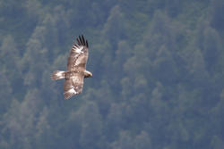 Dyrelivet langs Hallingskarvet