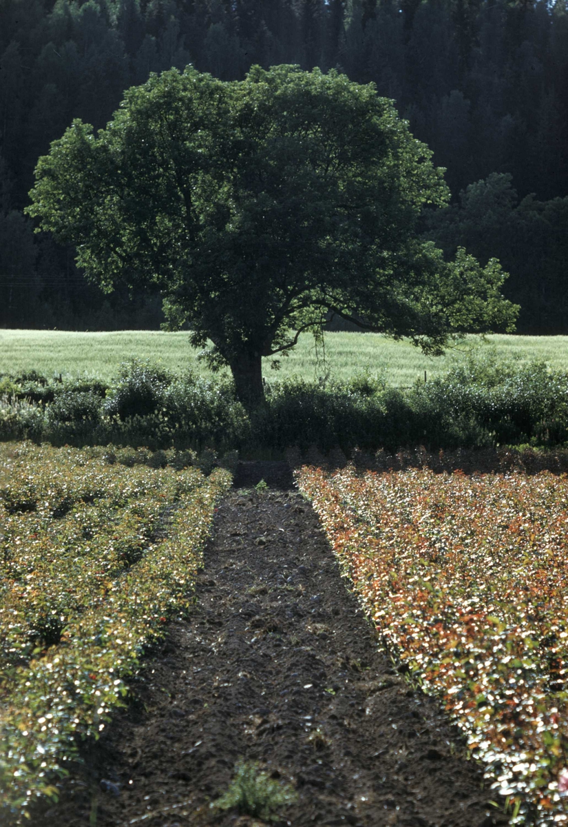 Gården Grefsheim, mark med roser.