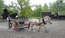 Norsk Folkemuseum, mai 2010. Såing av korn i friluftsmuseet.