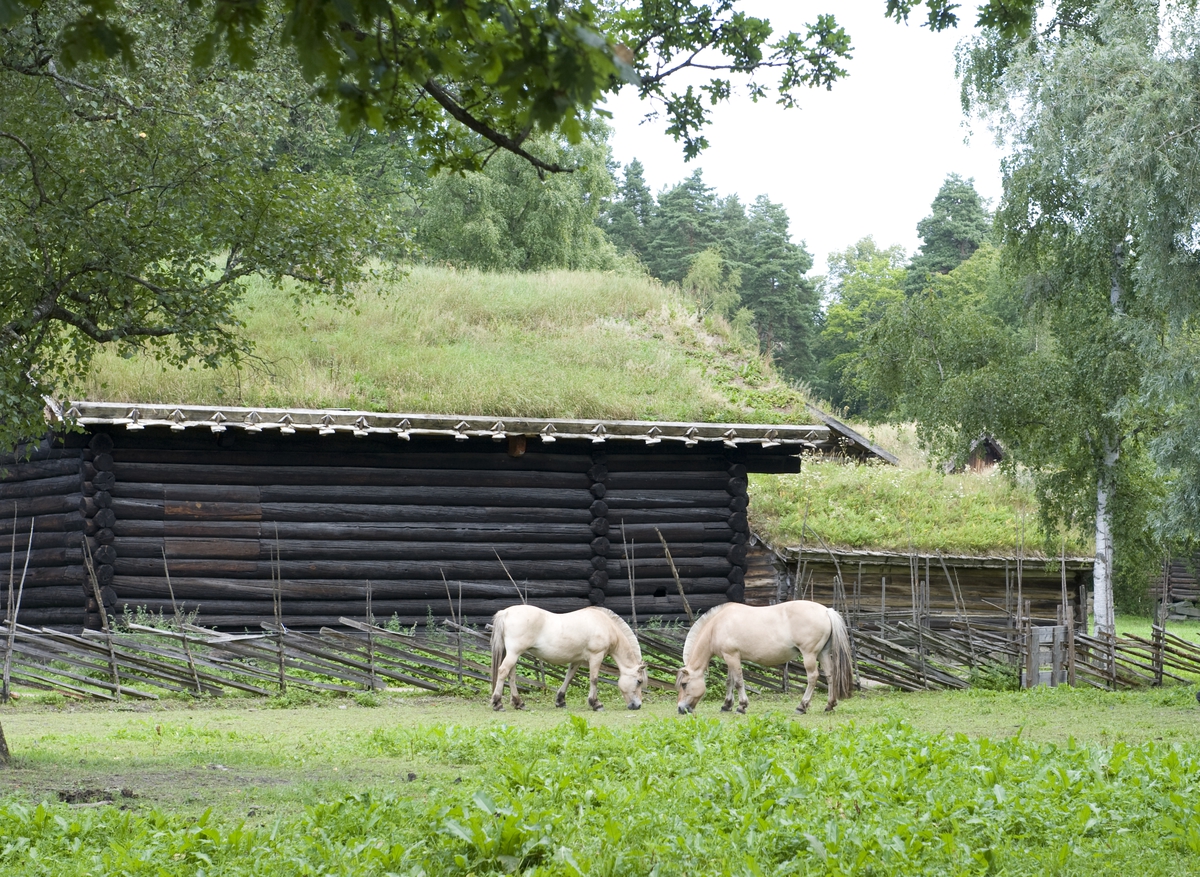 To hester på jordet bak Numedalstunet. Norsk Folkemuseum, 2010.