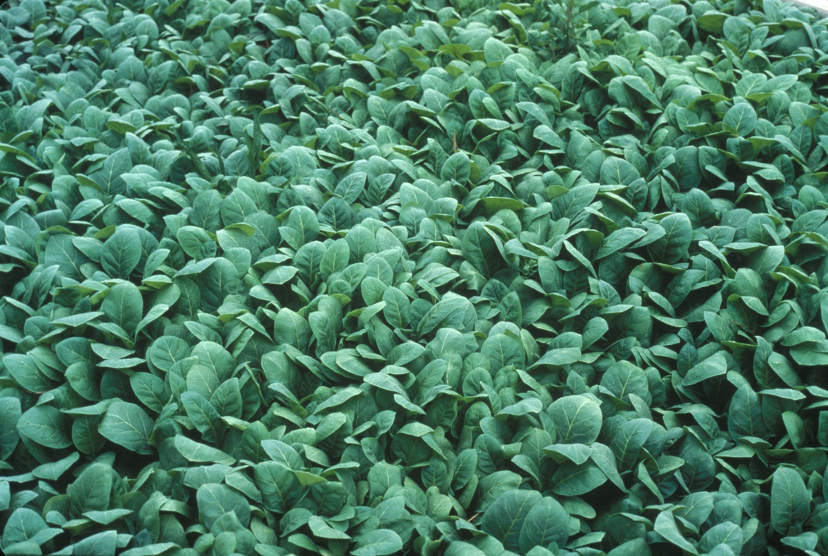 Tobakksplanter. Produksjon av Lys Virginia pipetobakk ved tobakksplantasje. Foto fra bildeserie brukt i forbindelse med Tiedemanns Tobaksfabriks interne tobakkskurs i 1983.