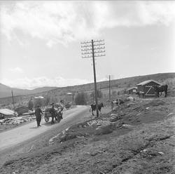 Jotunheimen, Oppland, juli 1964. Landskap med seter og kuer.