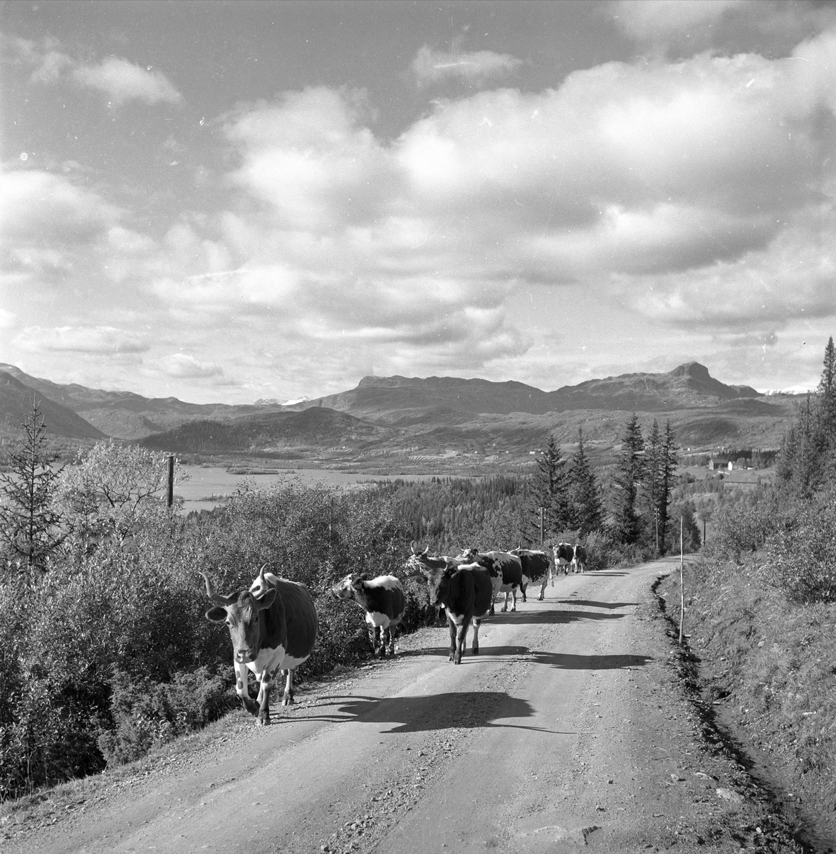 Øyangen, Øystre Slidre, Oppland, september 1957. Lykkja og Beito ved Øyangen. Landskap med kuer på vei.