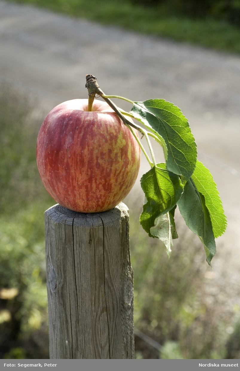 Äpplen, Drakenbergsäpple från Julita gårds fruktträdgård - Pomarium, del i Nordiska Genbanken (NGB)  ,2009.
Drakenbergäpple, äpple.