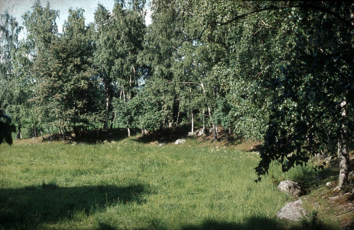 Odlingslandskap i Stora Norrhammar, Kungs-Husby socken, Uppland 1981