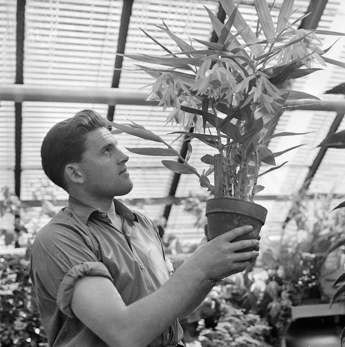 Gunnar Ekman i Botaniska växthuset, Botaniska trädgården, Uppsala juli 1957