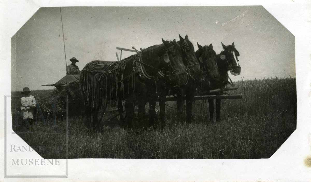 Fire hester foran landbruksmaskin i åker. Mann og gutt bak. 