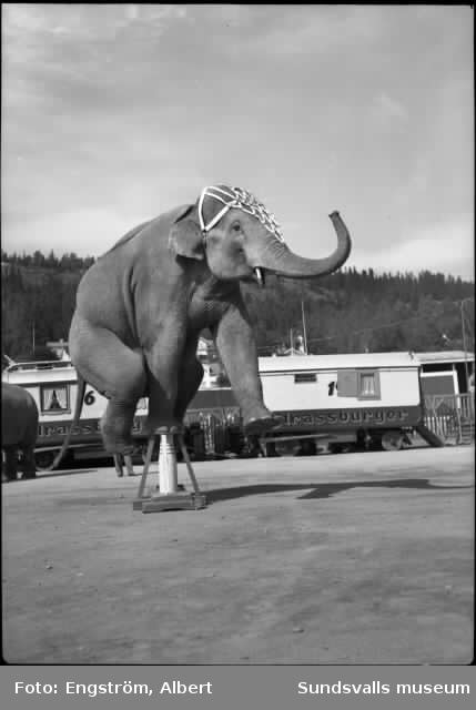 Cirkus Orlandos föreställning på Stenkrossplanen i Sundsvall i juli 1938. Artisterna inhyrda från Cirkus Strassburger. På några av bilderna syns Idrottsparkens läktare byggd på 1920-talet.Mannen med elefanten (bild 6) heter J. Haak. Bilderna är tagna någon gång mellan 14/7 - 18/7 1938 då cirkusen gästspelade i Sundsvall.