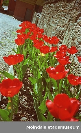 En rabatt med röda blommor. Blommorna växer utefter en mur vid Gunnebo slott. I bakgrunden ser man en skymt av en grusstig och slottet.