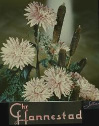 Blomsteroppsats med krysantemum og dunkjevle, og Chr. Hannes