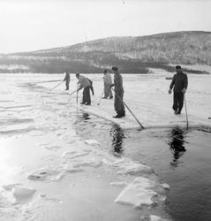 Isskjæring på Møkkelandsvannet, 1954. Isen skulle brukes hos