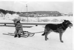 Olav Momrak Haugann og hunden Varg på spark mellom Heistad o