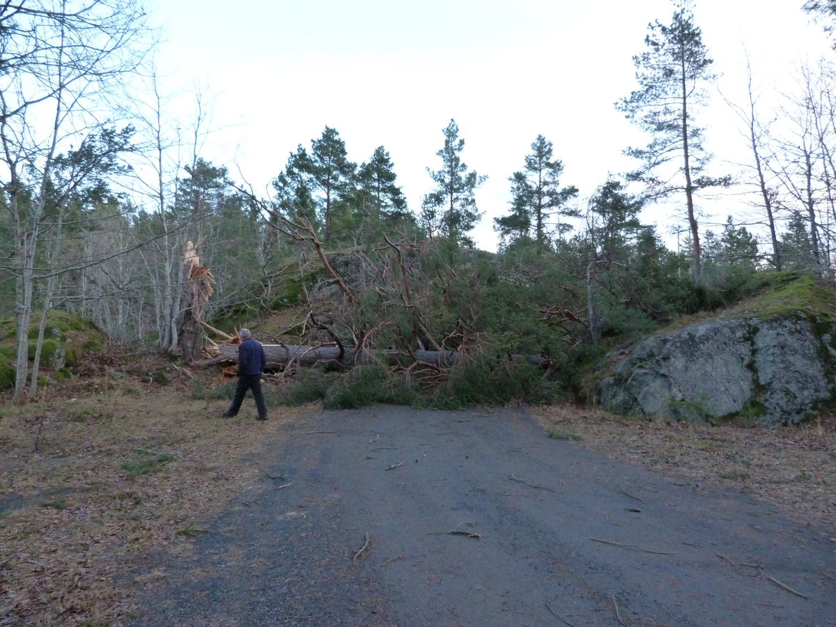 Furu brukket  tvert av når orkanen Berit herjet langs kysten 25.11.2011.  Berg-Kragerø Museum. Treet stod ved lille parkeringsplassen nesten ut ved hovedveien. Vaktmester Jens Vinner kunne ikke ut denne veien men måtte kjøre gjennom parken.
