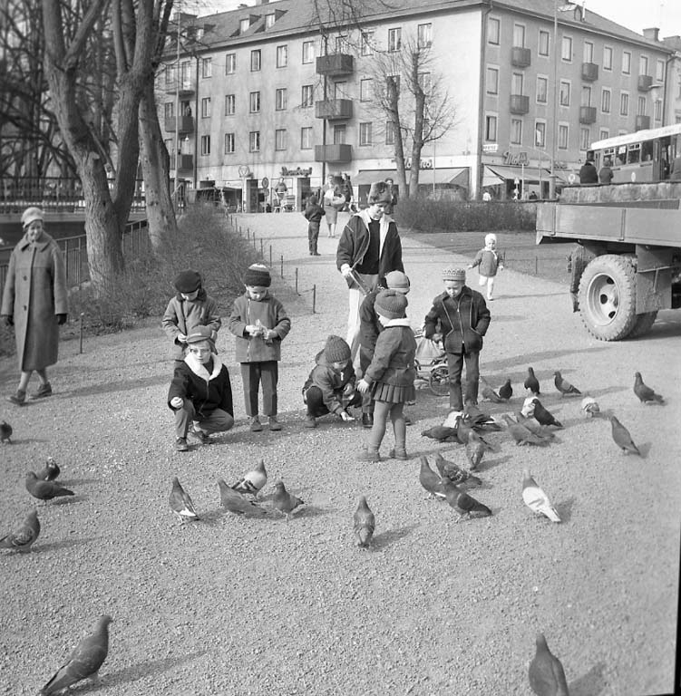 Fågelmatning i Hasselbacken 1961