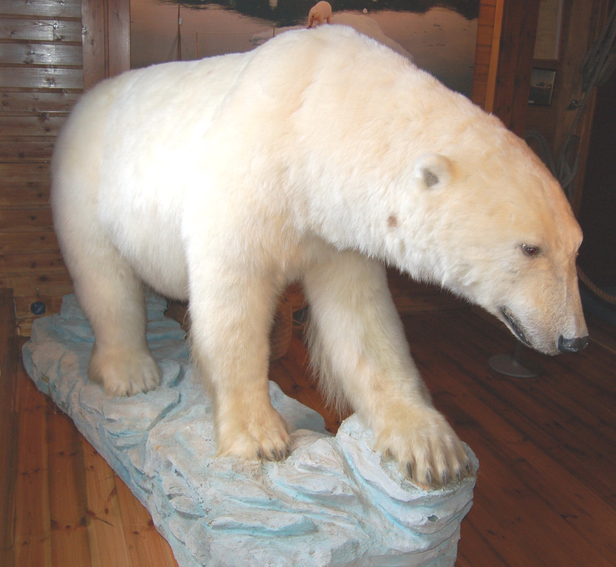 Isbjørnen er utstoppet i gående profil, montert på en sokkel illustrert som eit isflak.