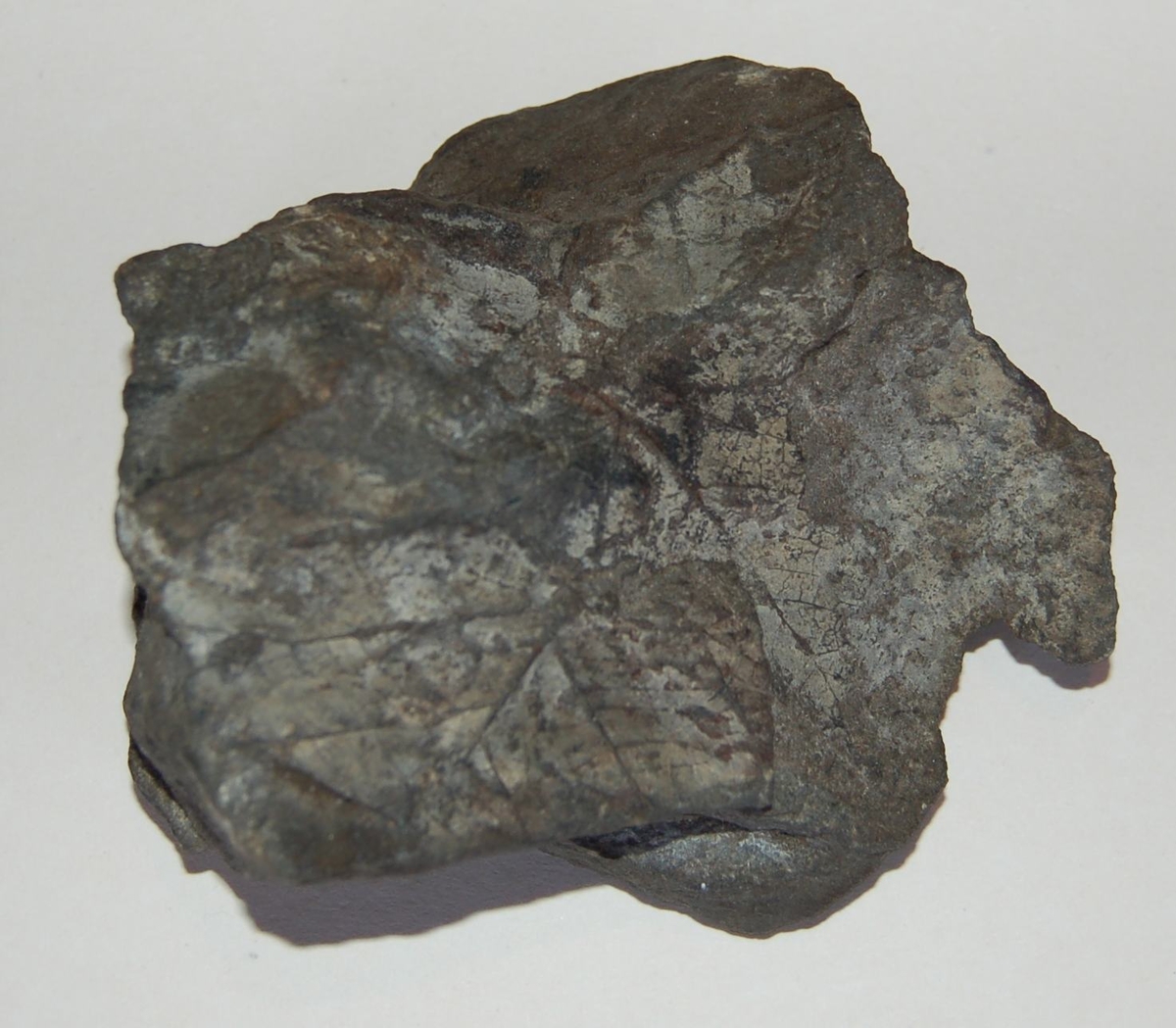 Steinavtrykk av fossil.