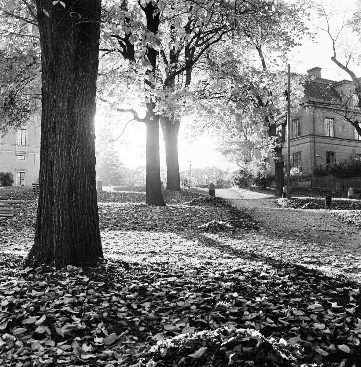 Höstlöv, Odinslund, Uppsala 1964
