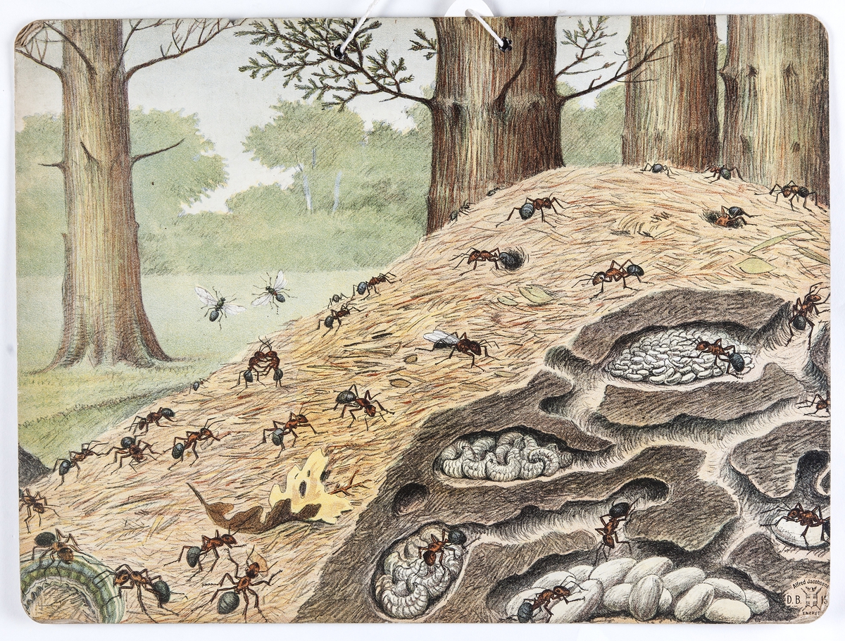 Skoleplansje, naturfag. Illustrert på begge sider, forestiller maur og apeflokk (Nr. 161).