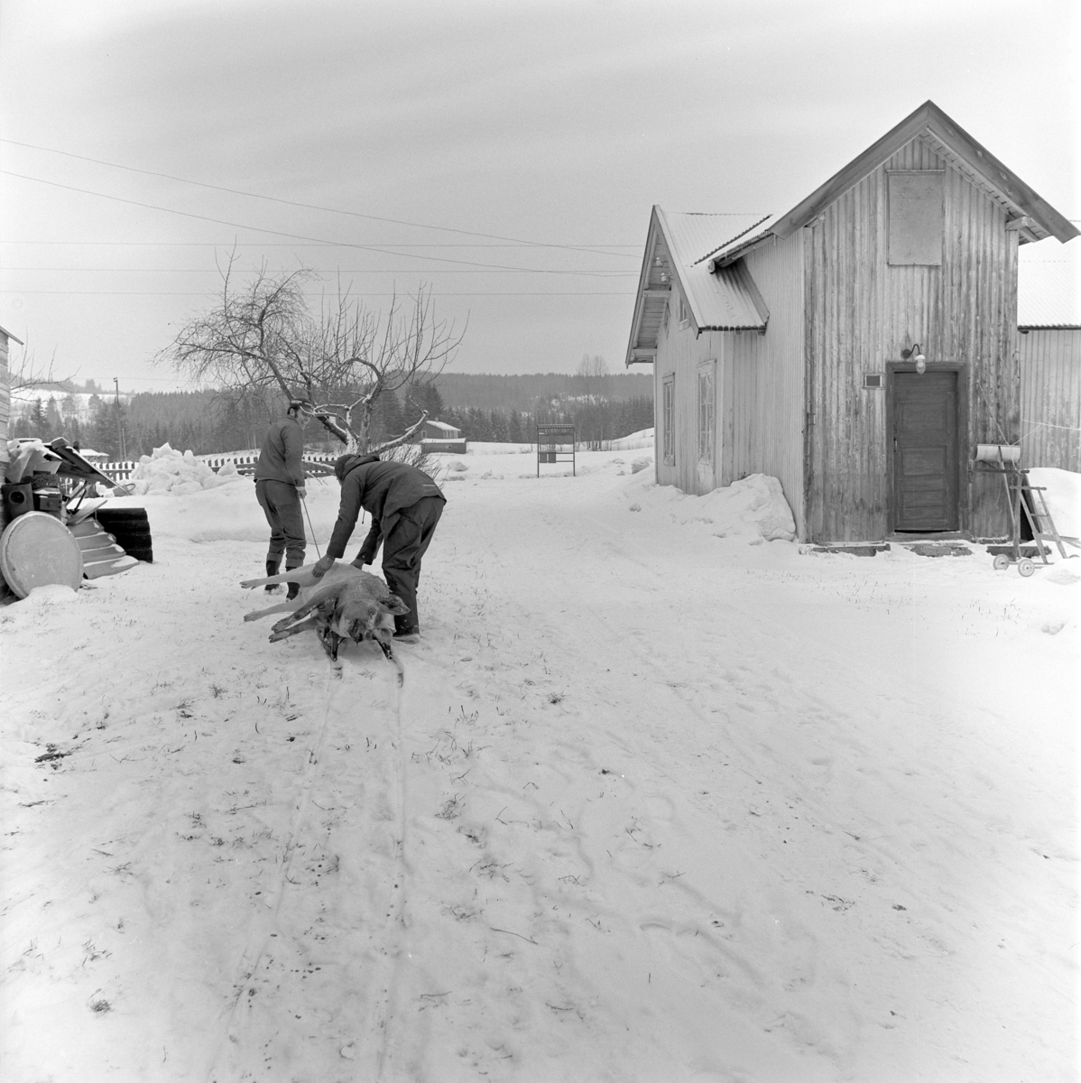 Dokumentasjon av griseslakting i 1977, på Lunde i Gaupen, Ringsaker. Bygdeslakter. Grisen legges på kjelke for å fraktes til slaktebenken.