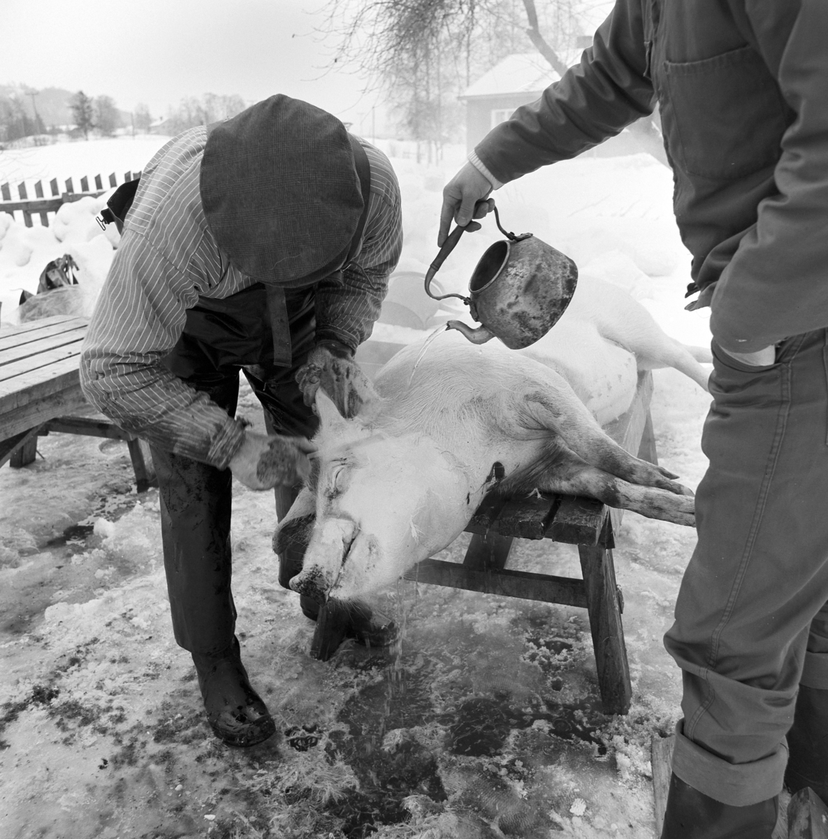 Dokumentasjon av griseslakting i 1977, på Lunde i Gaupen, Ringsaker. Bygdeslakter Johs. Rosenborg. Slaktebenk, skølling.