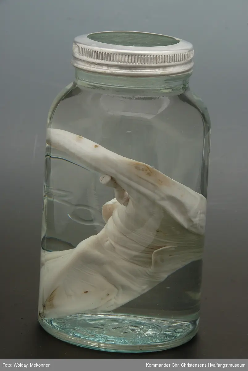 Preparert, organisk hvalfoster på glass med formalin eller sprit