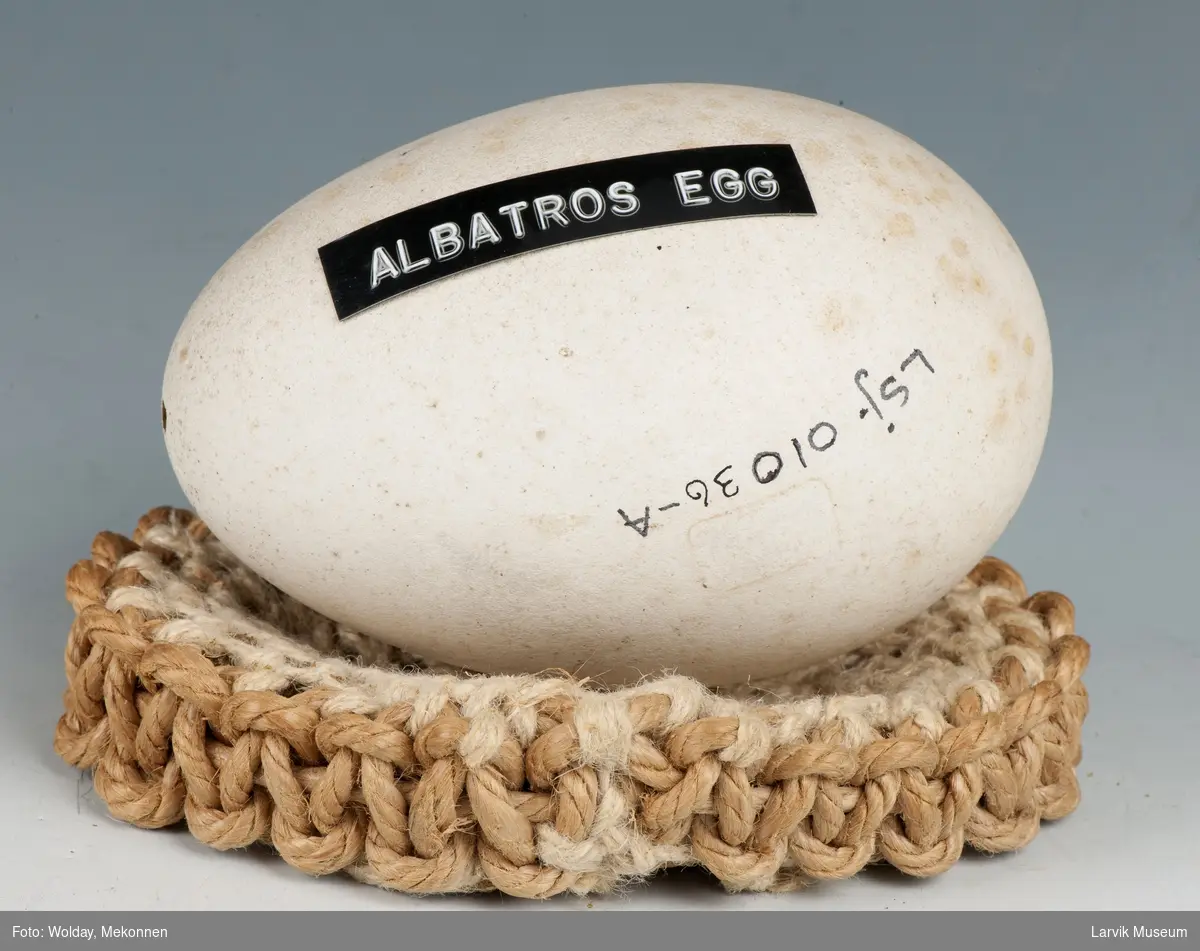 Albatrossegg fra Syd-Georgia