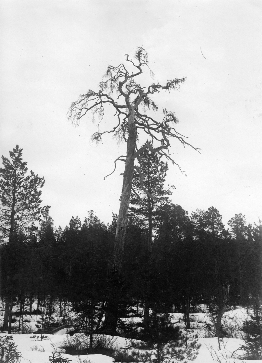 Biotop för Picus medius, Boplats Det av storm stympade lilla trädet mitt i bilden