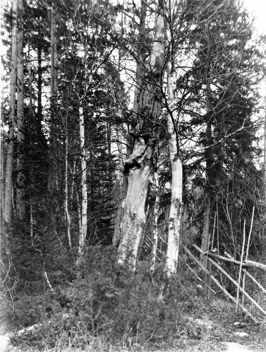 Boplats för pärluggla 14/4 1923 Boträdet är en torr asp
