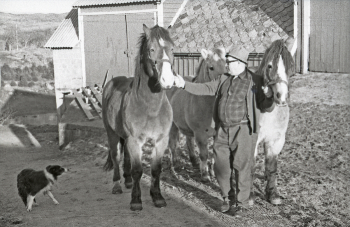 Sveio - Den siste hestehandler i Haugesund - Nils Vikse, Røksund.