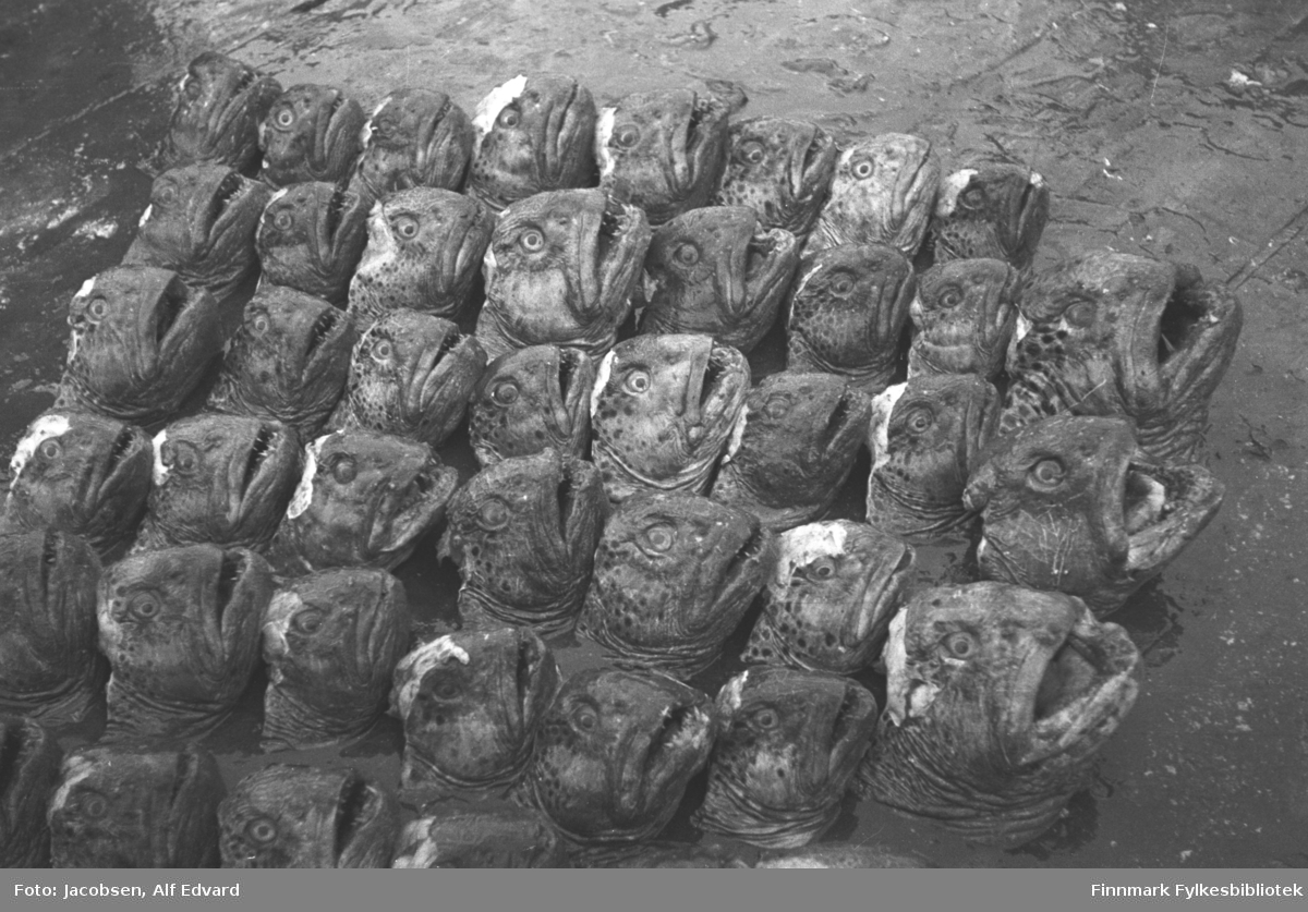 Bilde av steinbithoder, antagelig tatt på kaia i Havøysund. Hodene er stilt opp på ni rekker. De første tre hodene er litt større en resten.
