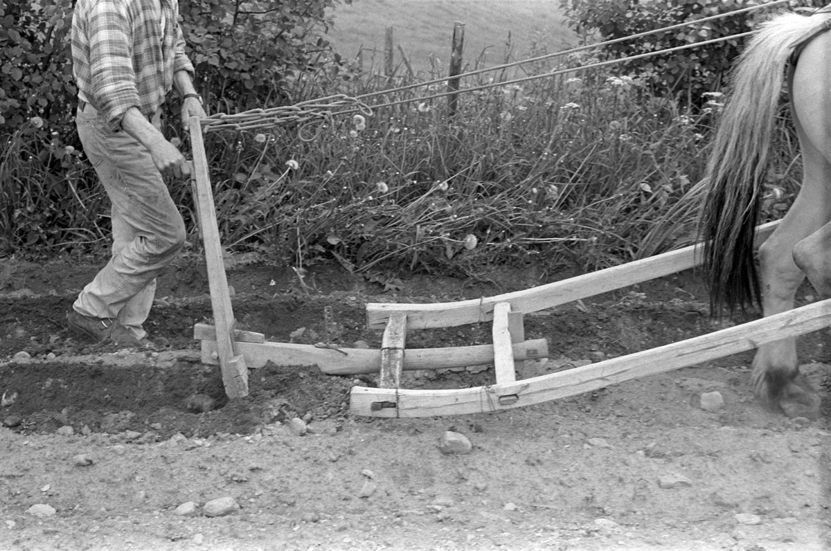 Røsbak, store, Furnes. Gnr.781, bnr.1. Mikael E. Røsbak f. 1918. Hest, hesteredskap, ard. 