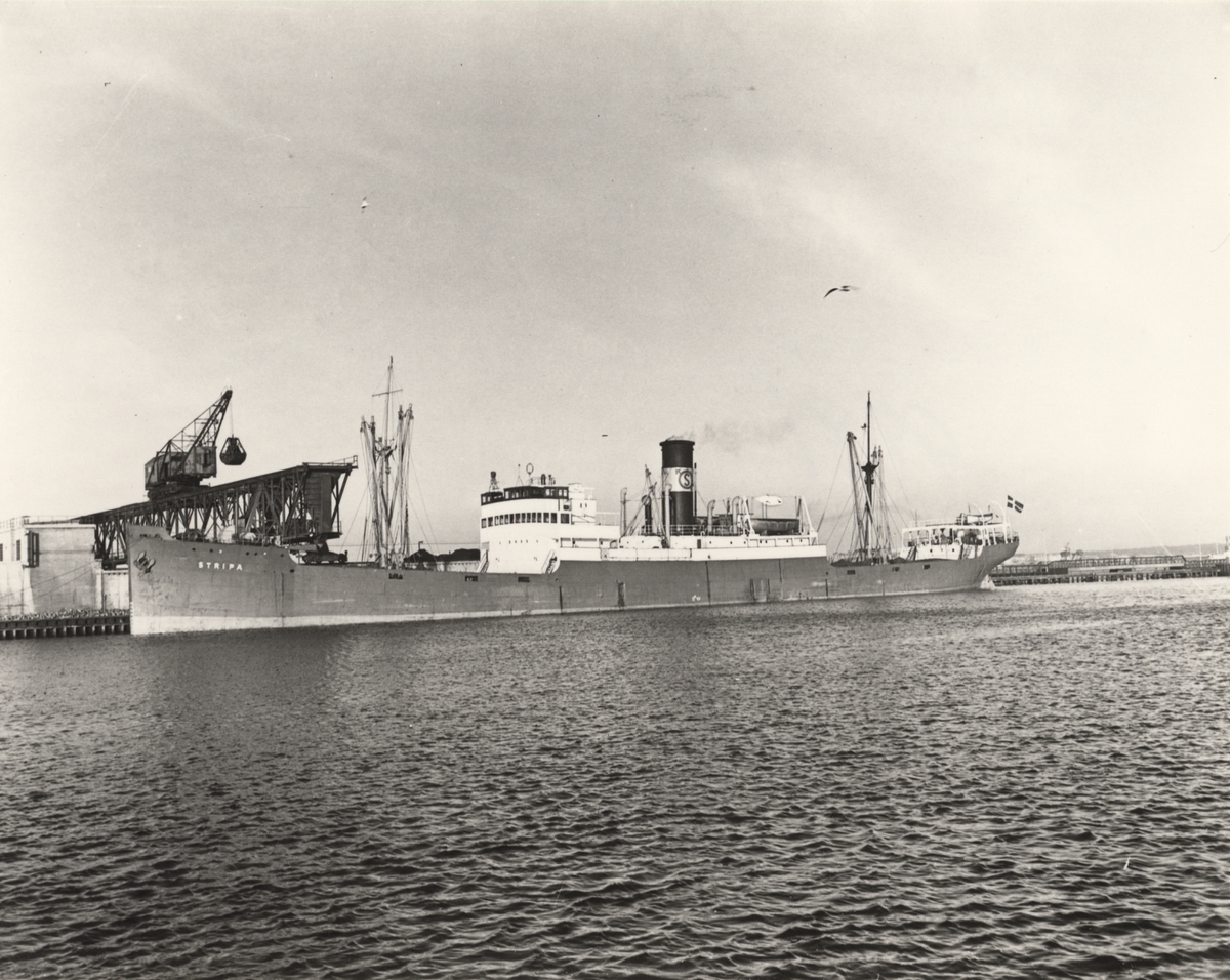 Foto i svartvitt visande lastångfartyget "STRIPA" i Köpenhamn den 12.1.1955.