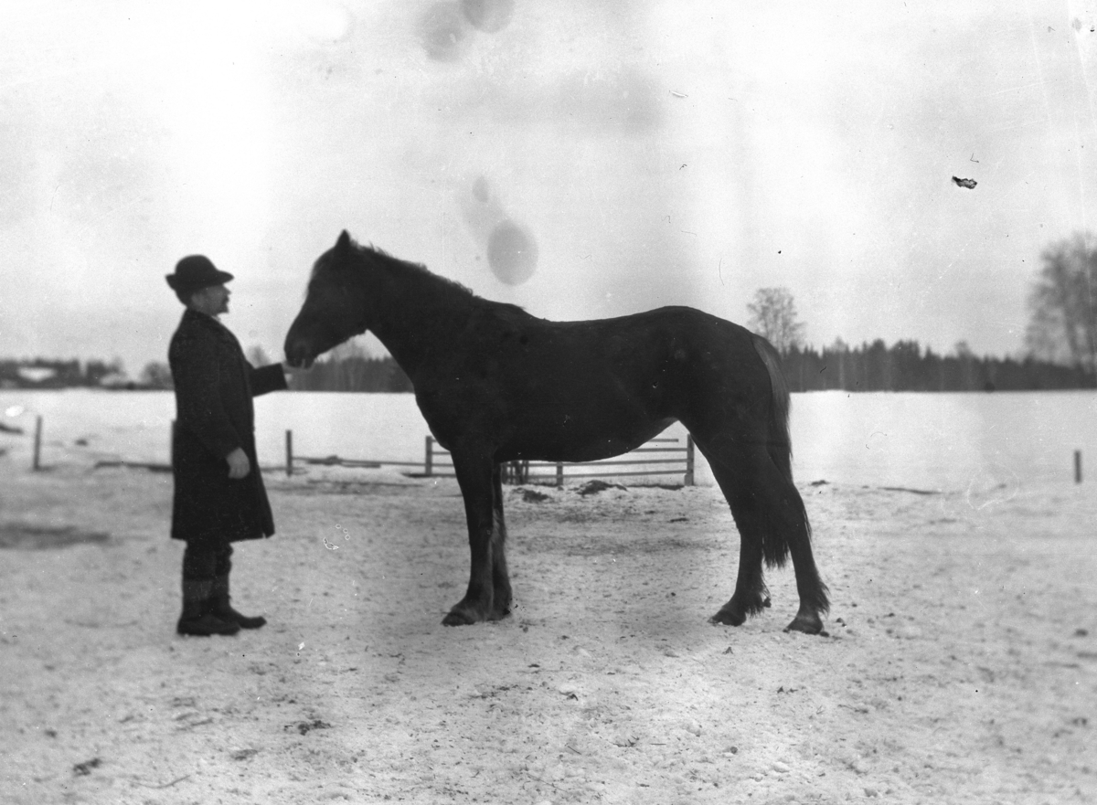 Mann med hest