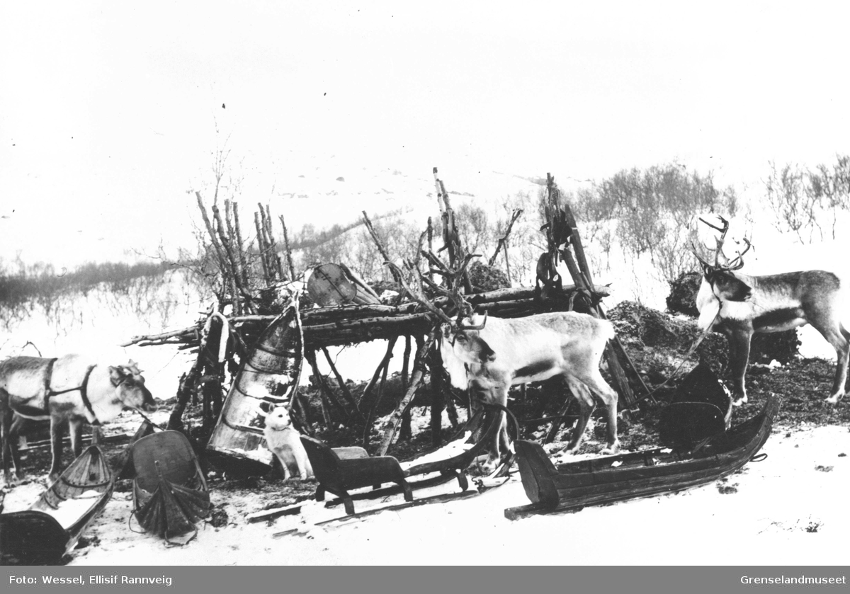 Rein, pulker, saani, sleder og luovvi ved mosekraken på doktorgården Solheim, Kirkenes vinteren 1896