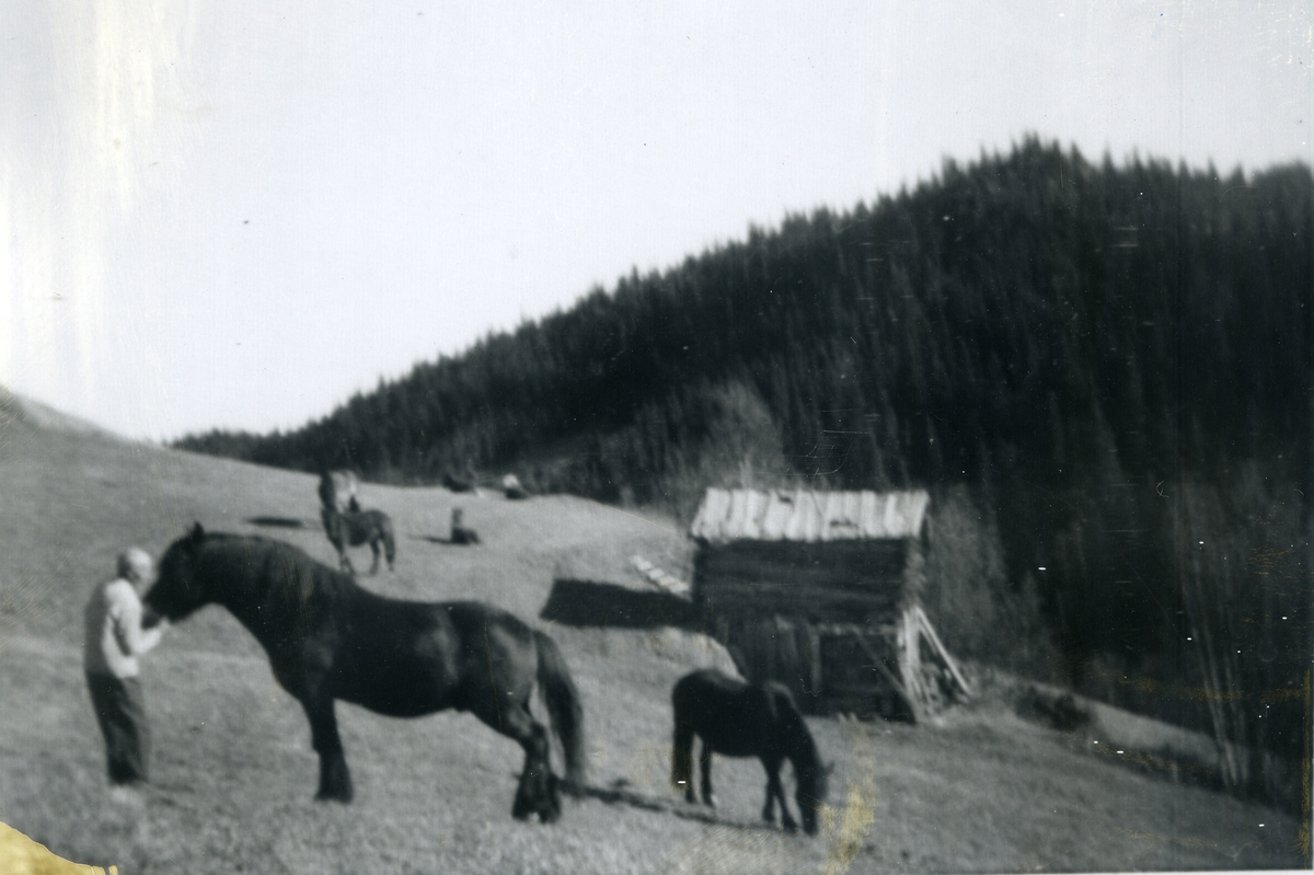 Eldre kar med mange hester på et stort jorde. Tømret forløe til høyre i bildet.