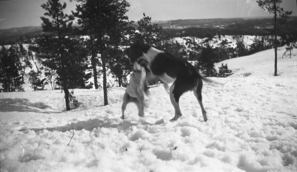 To hunder som leker i snøen fotografert. Den minste er en Jack Russell Terrier.

Fotoarkivet etter Gunnar Knudsen.