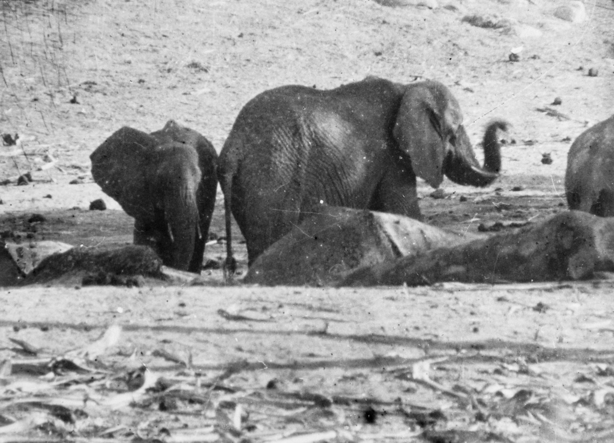 Tre elefanter i Serengetti området i Øst-Afrika.