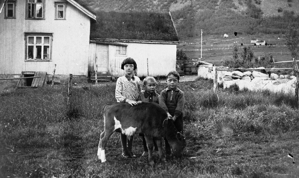 Barn og liten kalv i Veimannsbotn, Kaldfarnes, Torsken. 1933.