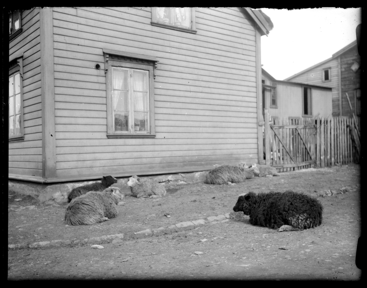Sauer hviler inntil en husvegg og på fortauet i ei gate i Vardø