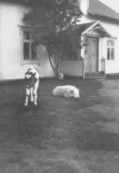 Ei ku og en hund som ligger på bakken foran huset.