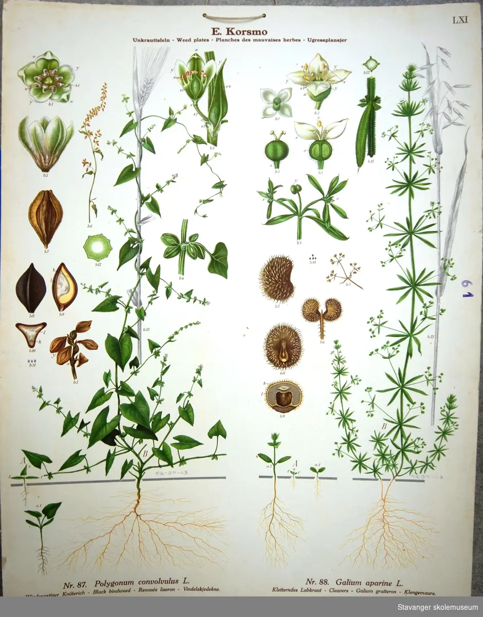 Produksjon av planter: Vindelskjedekne og Klengemaure.