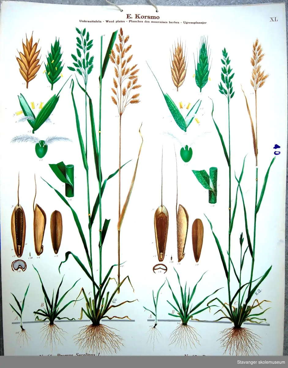 Produksjon av planter: Glattfaks og Lodnefaks.