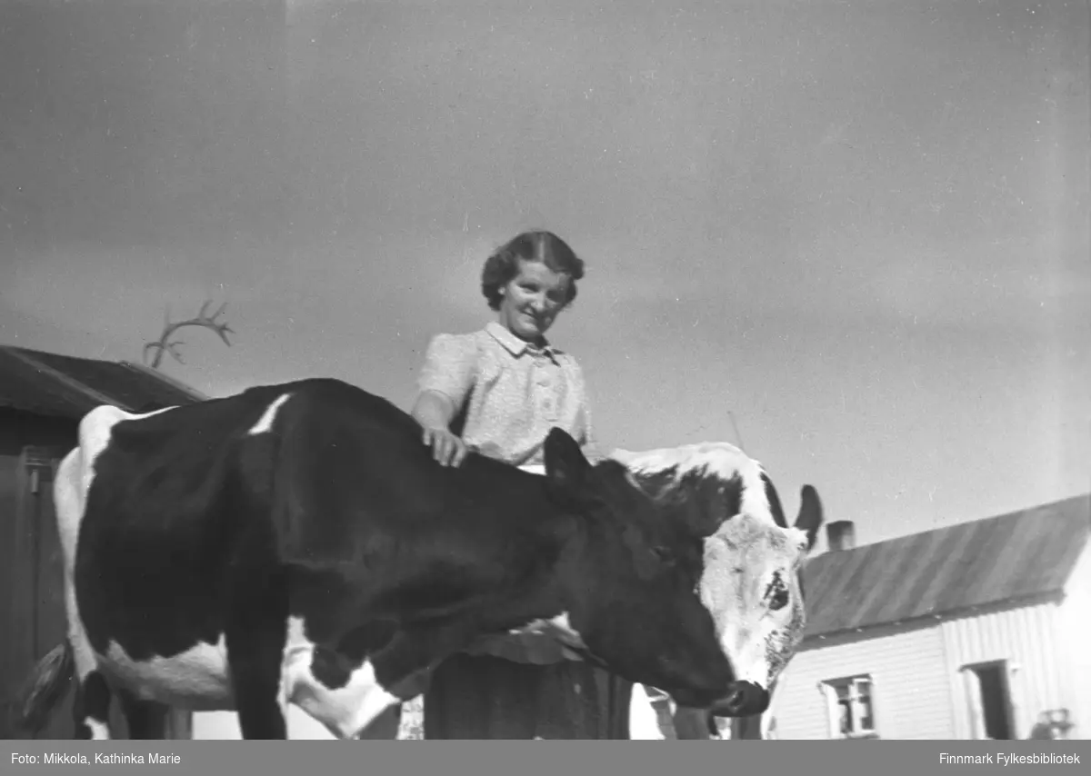 Astrid Mikkola med kyrne på gården Mikkelsnes. Bak henne et uthus pyntet med reinhorn, og den lyse fjøsdelen av hovedbygningen