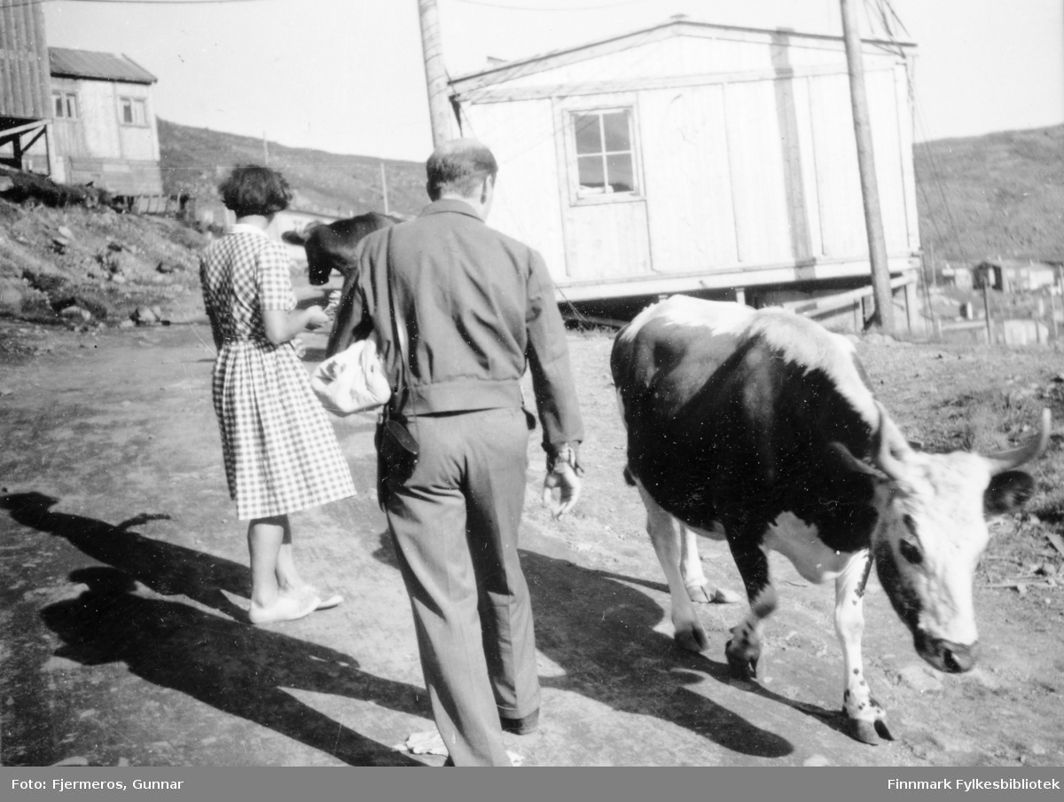 To personer går opp en smal grusvei. To kyr er også på veien og flere brakker står i bakgrunnen. Personene er ukjente, men bildet er tatt i Honningsvåg sommeren 1946.