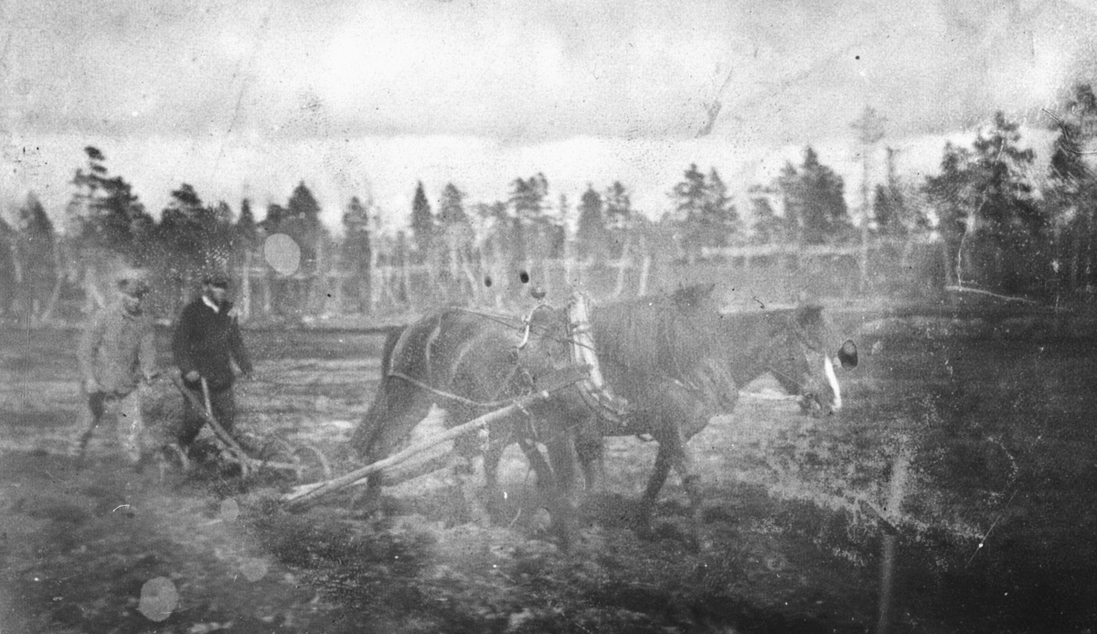To menn som pløyer en åker med to hester og plog. I bakgrunnen ser man et plankegjerde og furuskog bak gjerdet. Stedet er Furumo, Pasvik.