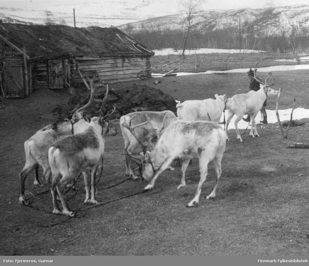 En same med noen reinsdyr ved en hytte på Levajok fjellstue en vårdag i 1948. Personen er ukjent.