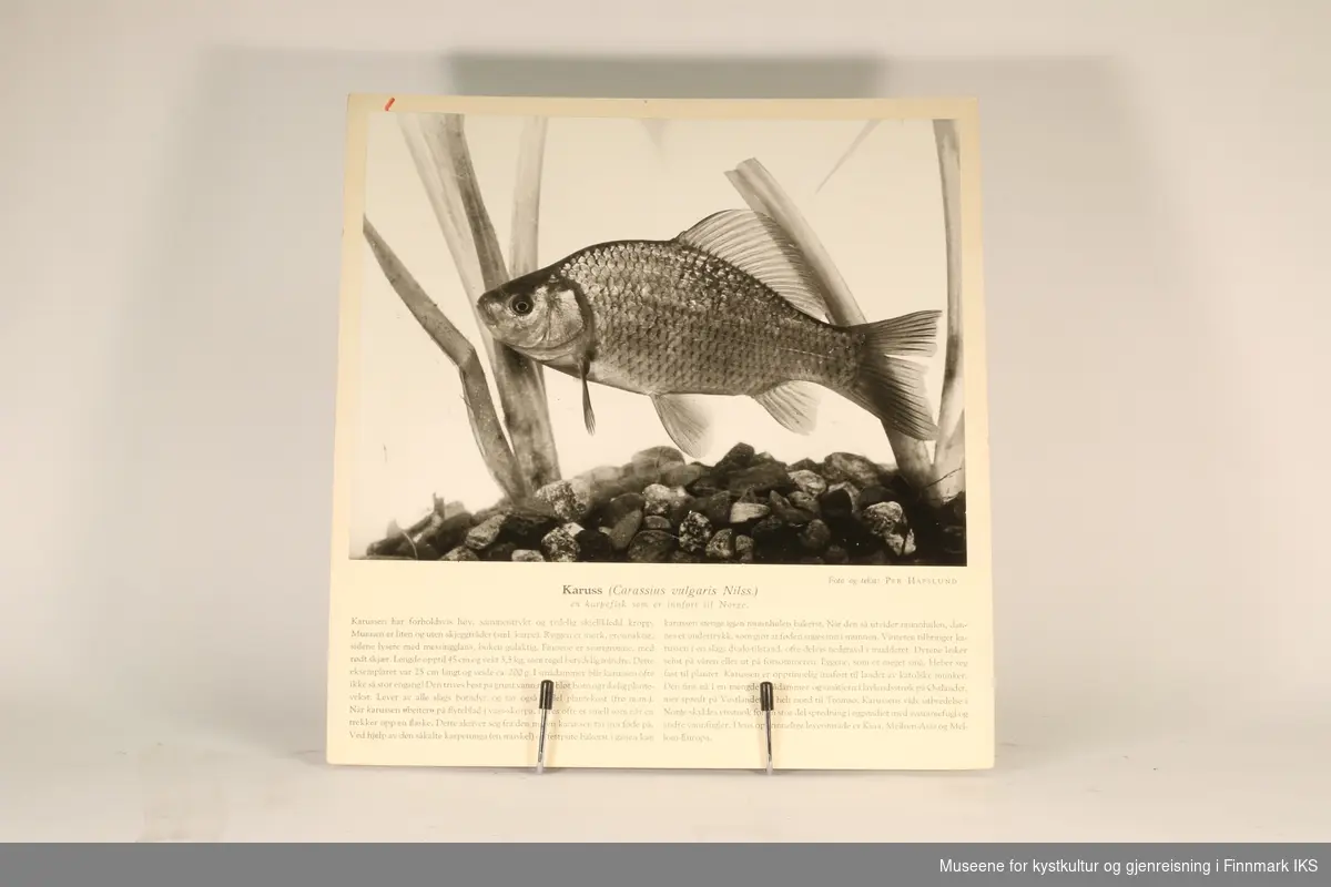 36 rektangulære plansjer brukt til undervisning. Inneholder bilder av fisk og sjødyr og informasjon som gjelder dem.